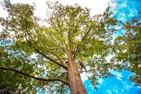 Best Pest Control for Lawns  in Pikeville, KY