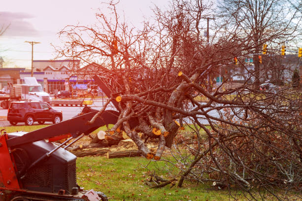 Best Seasonal Cleanup (Spring/Fall)  in Pikeville, KY