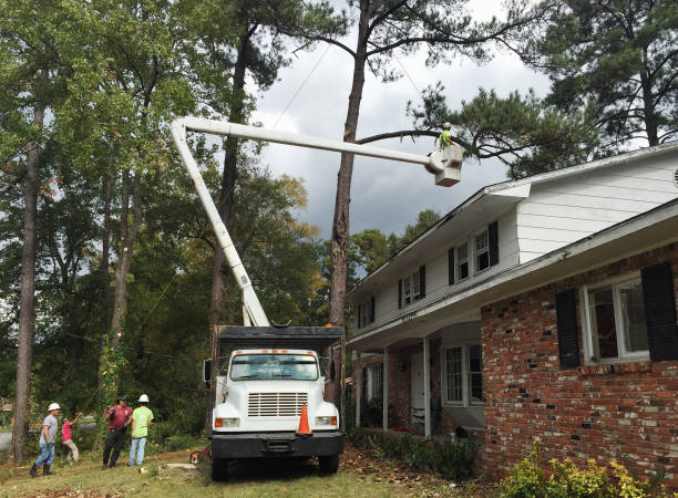 Best Tree Removal  in Pikeville, KY