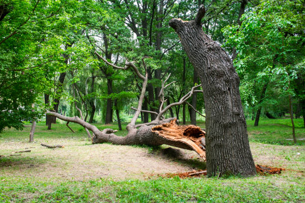 How Our Tree Care Process Works  in  Pikeville, KY