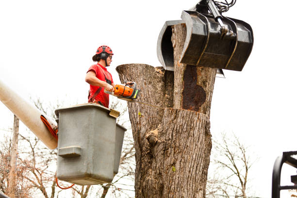 How Our Tree Care Process Works  in  Pikeville, KY